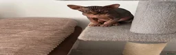 Sphynx cats for sale: Kitten - Advert 5