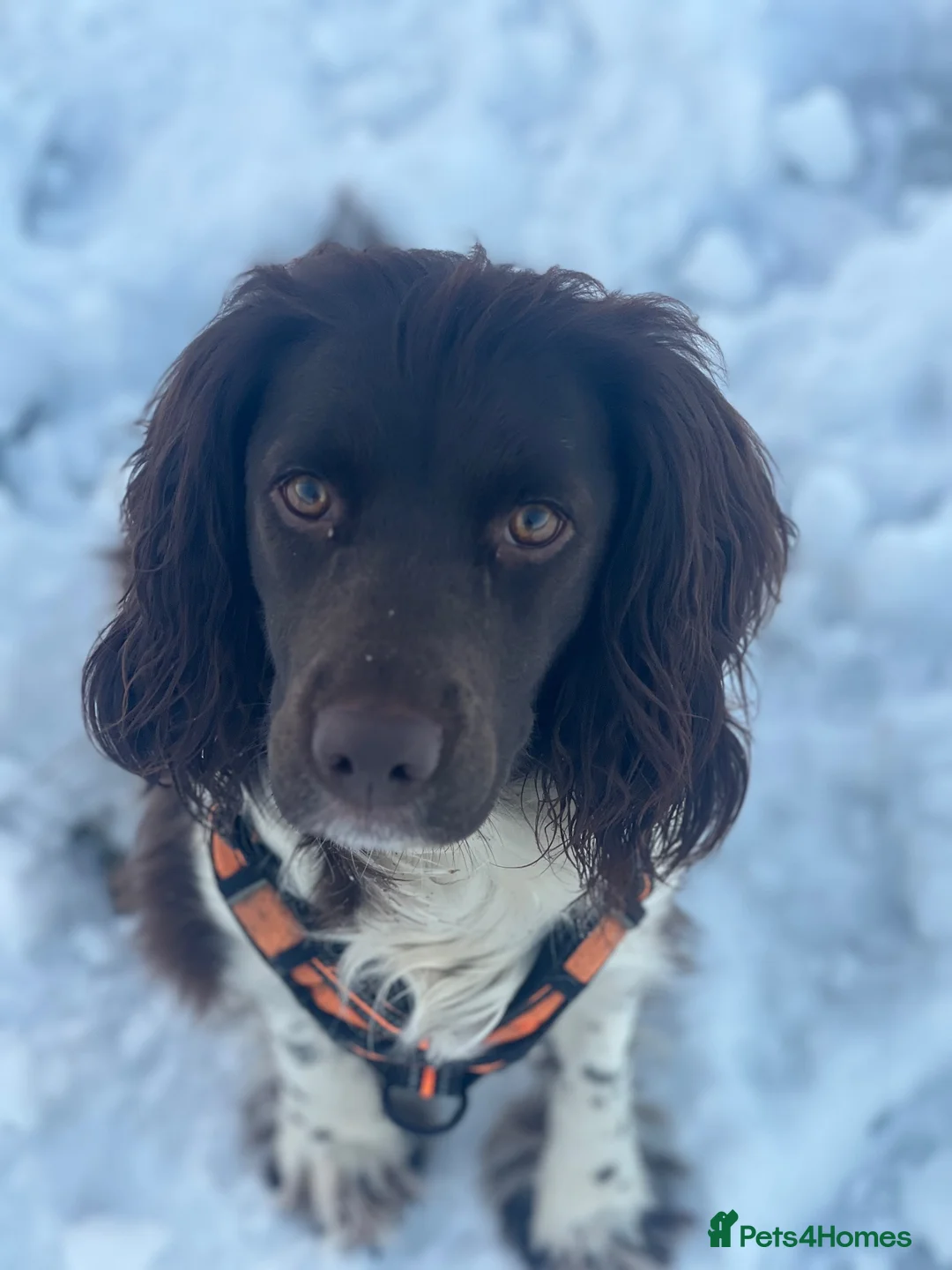 Sprocker dogs for sale: 🐾 MAVERICK – Sprocker Spaniel - FOREVER HOME 🐾 - Advert 8
