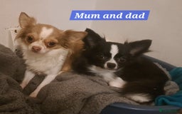 Chihuahua dogs for sale: Long Coat Chihuahua puppies - Image 25