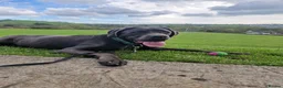 Cane Corso dogs for sale: REHOME cane corso - Advert 2
