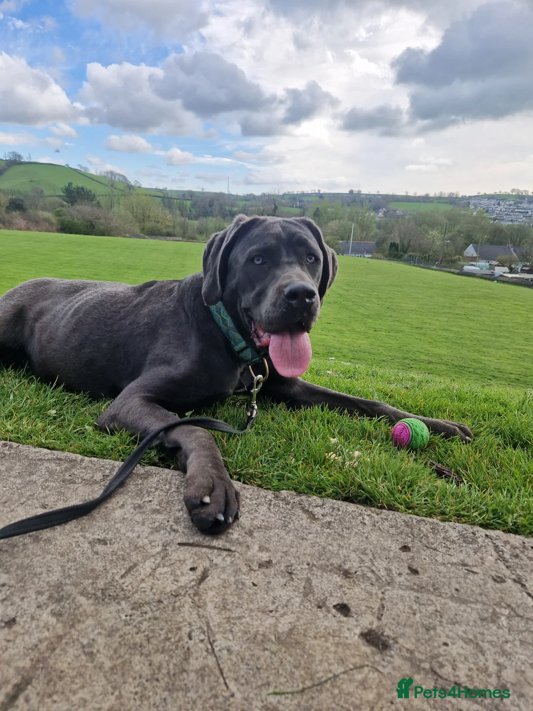 Cane Corso dogs for sale: REHOME cane corso - Advert 2