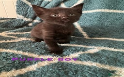 Mixed Breed cats for sale: Loving lots - Image 5