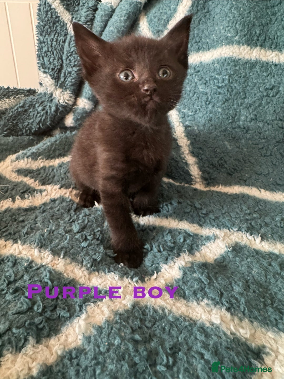 Mixed Breed cats for sale: Loving lots - Image 5