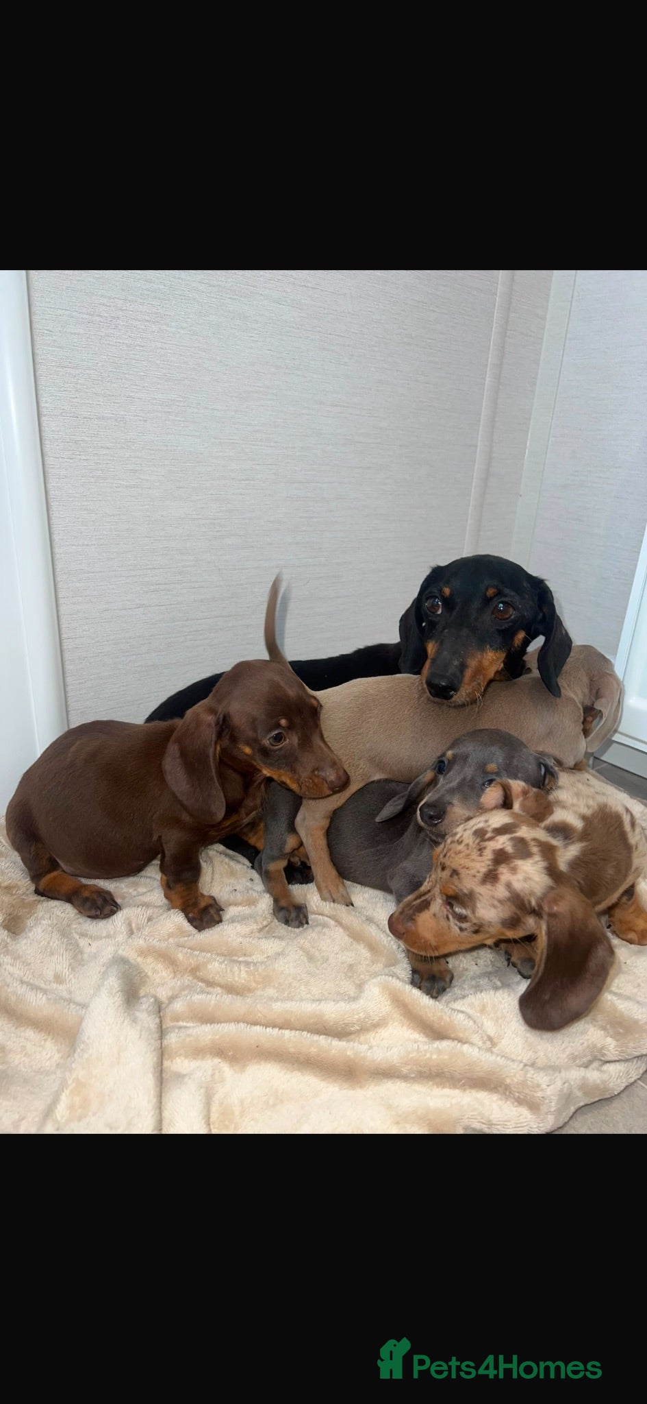 Miniature Dachshund dogs Miniature dachshund  - Advert 9