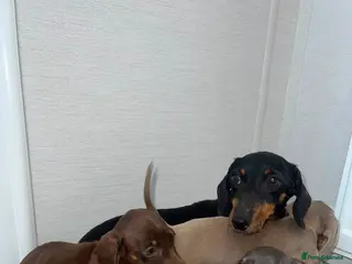 Miniature Dachshund dogs Miniature dachshund - Advert 2