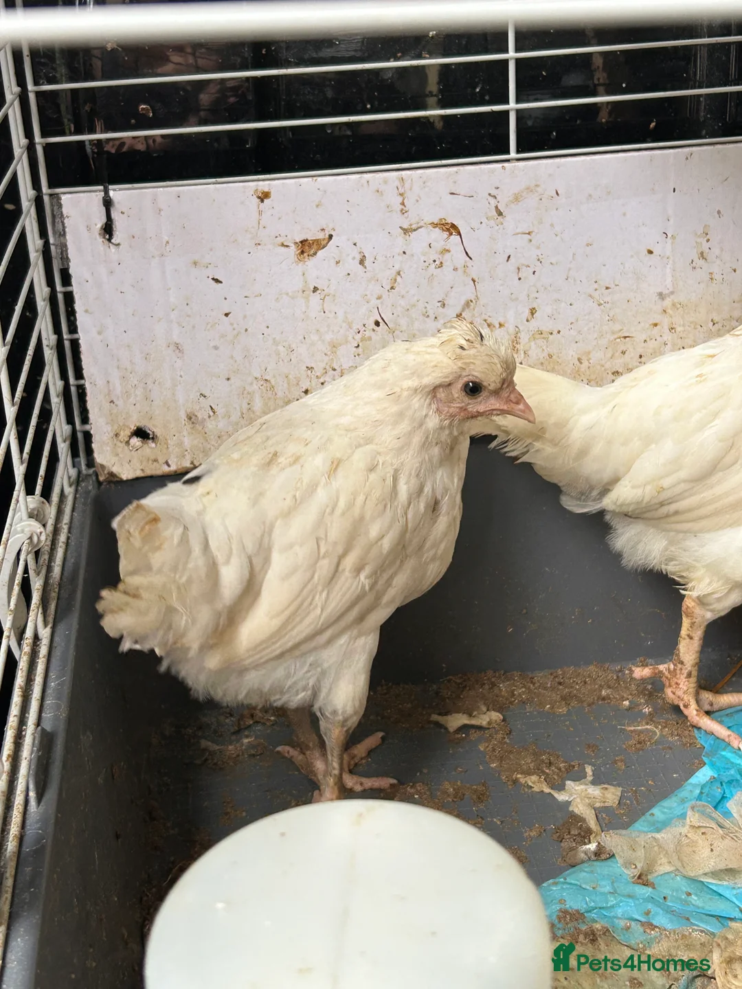 Hens poultry for sale: 3 point of lay hybrids and 5 female growers  - Advert 8