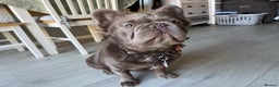 French Bulldog dogs for stud: *STUD* KC NEW SHADE ISABELLE FLUFFY FRENCH BULLDOG in Tonbridge - Advert 17