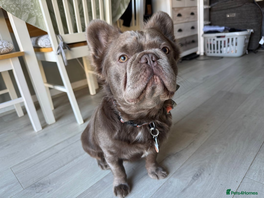 French Bulldog dogs for stud: *STUD* KC NEW SHADE ISABELLE FLUFFY FRENCH BULLDOG in Tonbridge - Advert 17