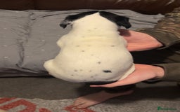 Mixed Breed dogs for sale: Bedlington X pointer  - Advert 7