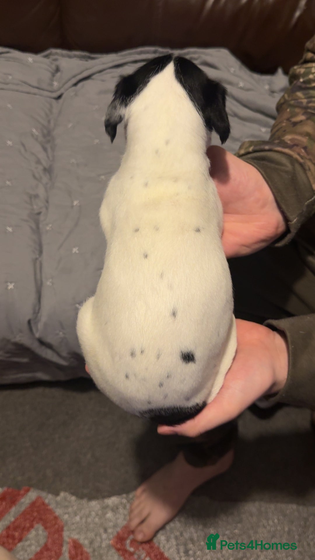 Mixed Breed dogs for sale: Bedlington X pointer  - Advert 7