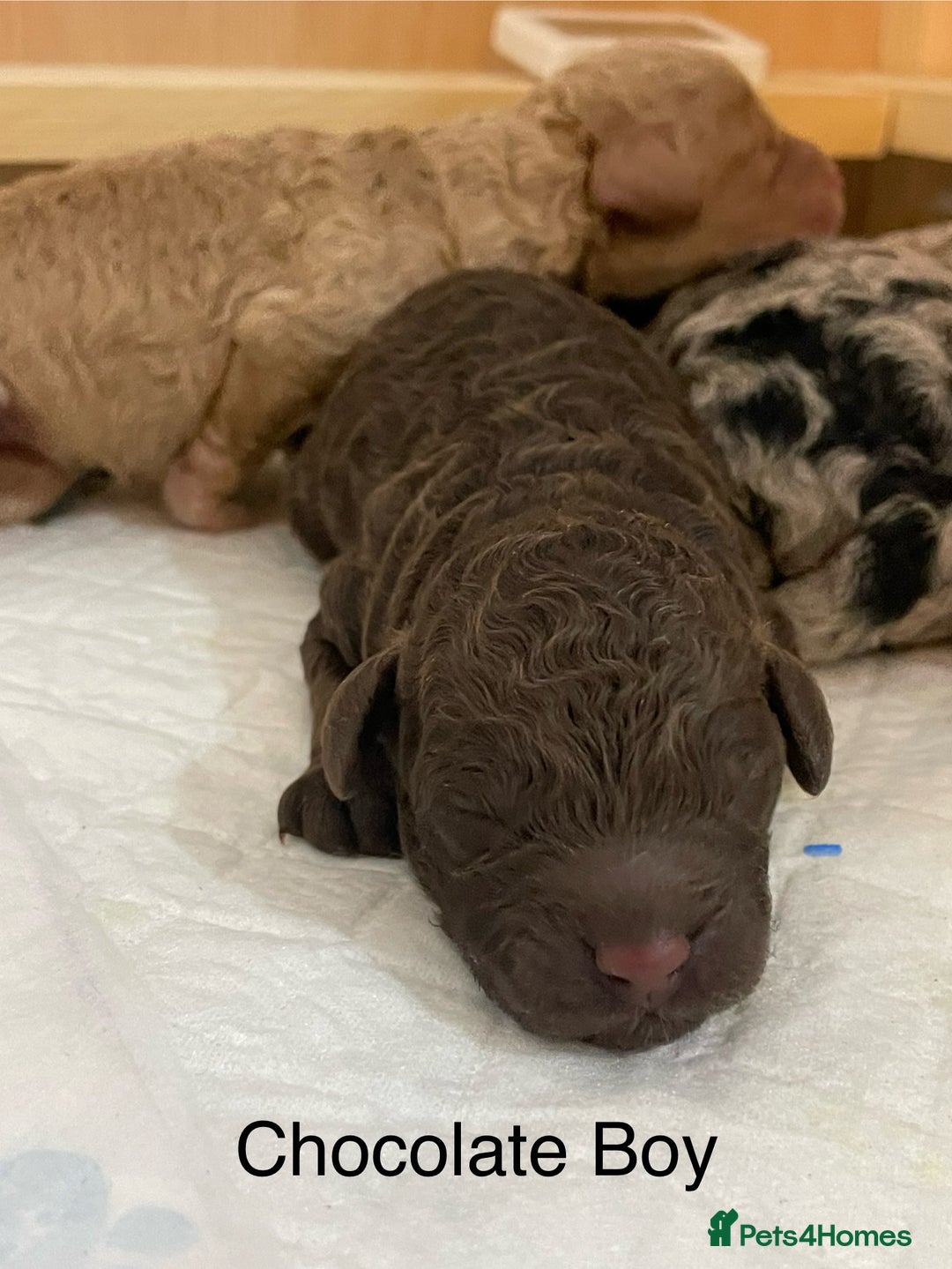 Cockapoo dogs for sale: Cockapoo F1b Puppies born 8 December  - Advert 10