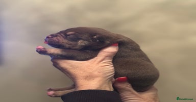 American Bully dogs American Pocket Bully Puppies - Advert 10