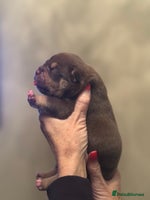 American Bully dogs American Pocket Bully Puppies - Advert 10