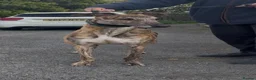 Greyhound dogs for sale: Eske  - Advert 2