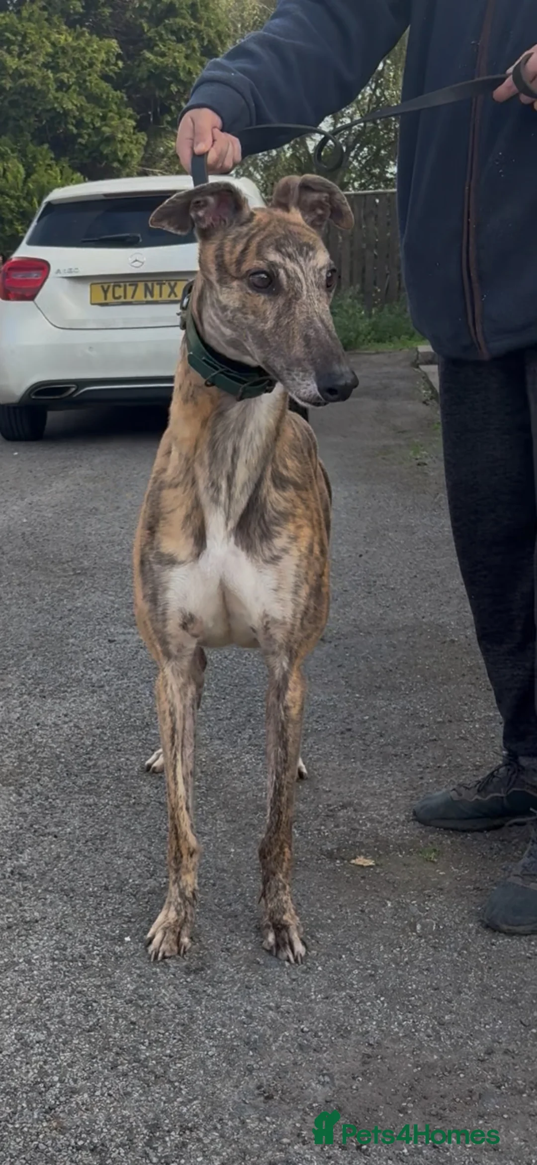 Greyhound dogs for sale: Eske  - Advert 2