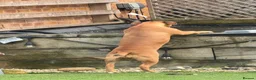 Mixed Breed dogs for sale: 10 Month Old Staffordshire Bull Terrier  in Liverpool - Advert 4