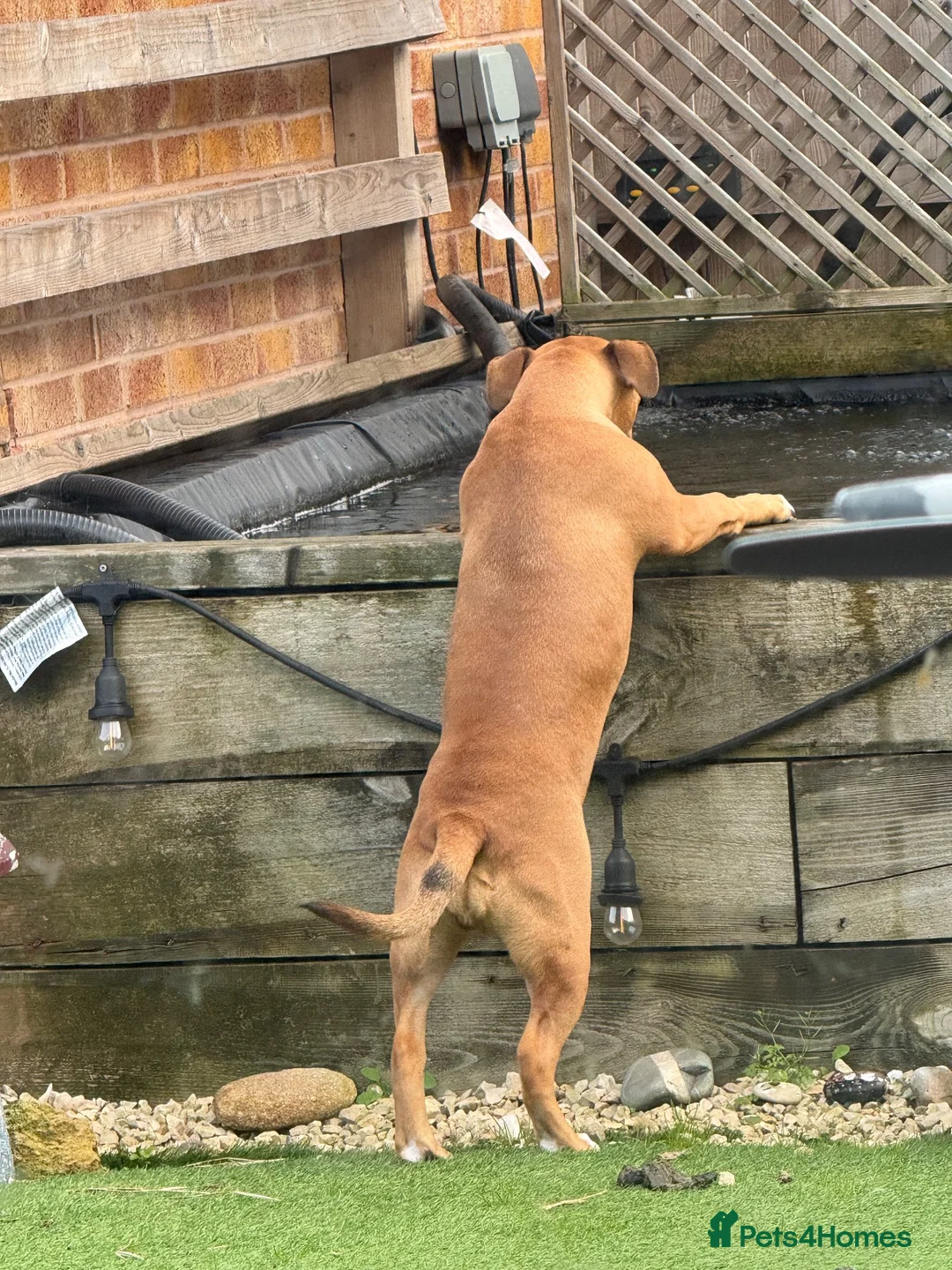 Mixed Breed dogs for sale: 10 Month Old Staffordshire Bull Terrier  in Liverpool - Advert 4