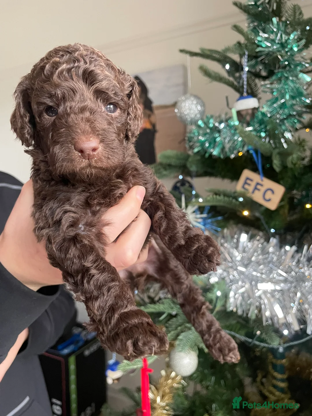 Cockapoo dogs for sale: Cockapoo F1b Puppies born 8 December  - Advert 11