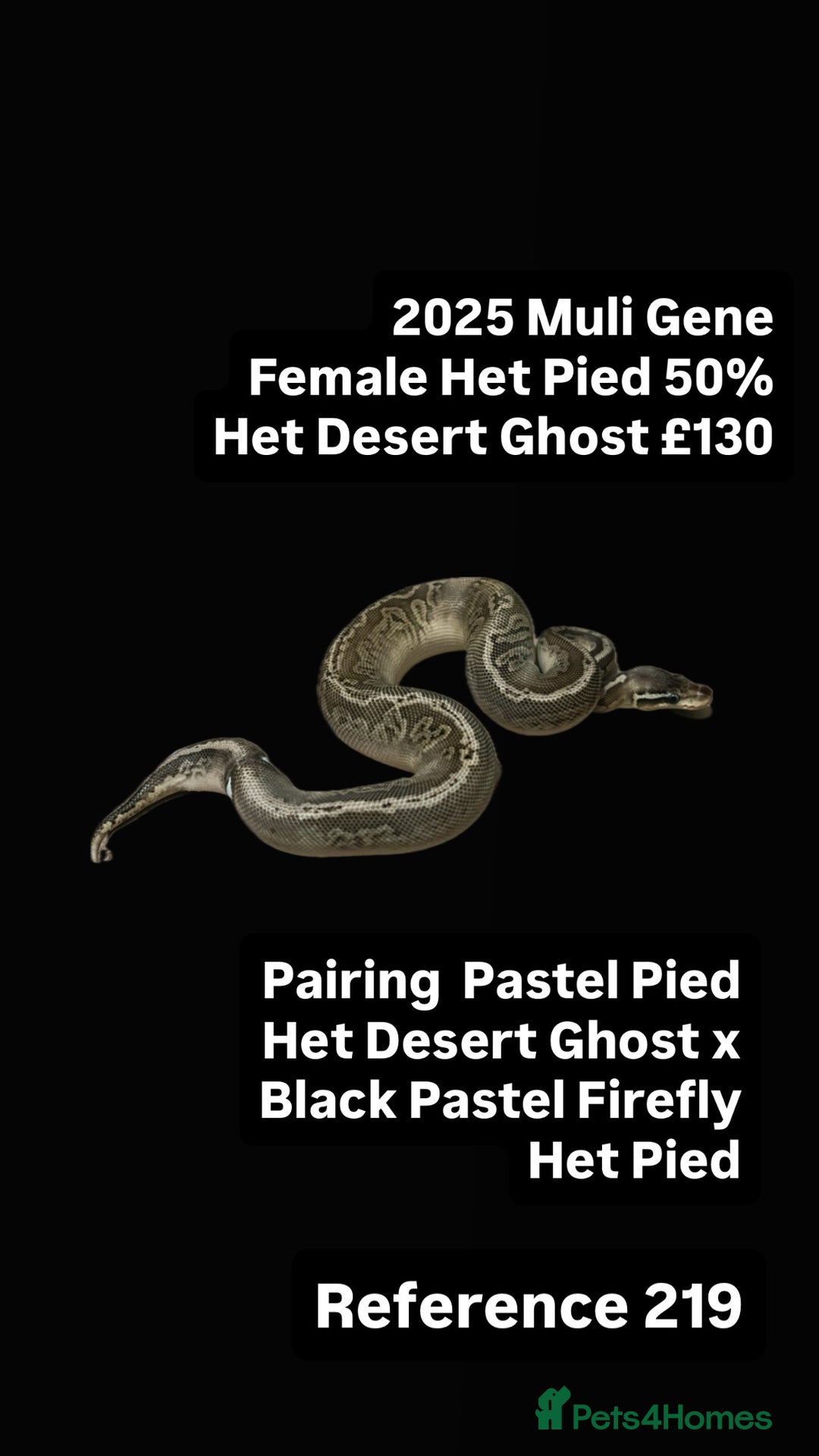 Python Snake reptiles for sale: Various 2025 & 2024 Pied Ball Pythons Royal Snake - Image 7