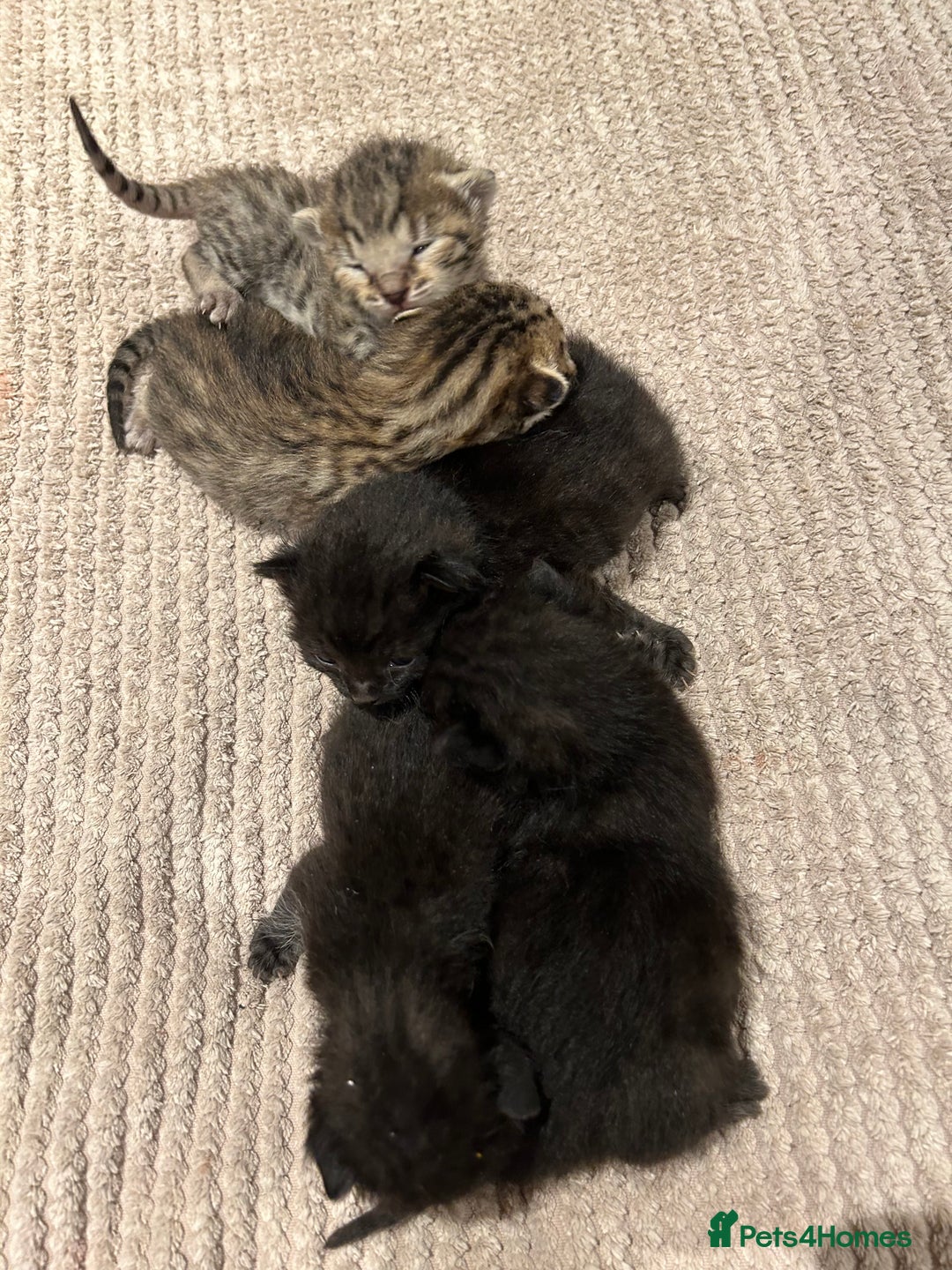 Savannah cats for sale: 5 f3 savannah  - Advert 2