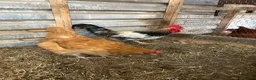 Chickens poultry for sale: Light Sussex/buff Sussex pair in Hartlepool - Advert 1