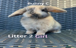 Mini Lop rabbits for sale: Baby mini lops for sale - Image 9
