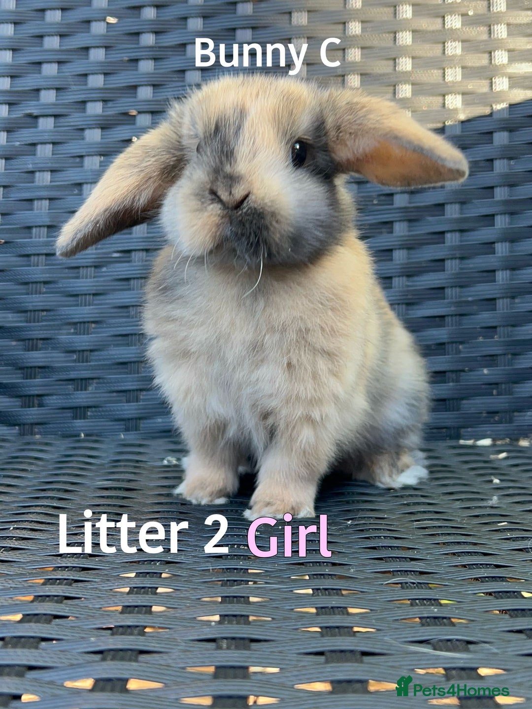 Mini Lop rabbits for sale: Baby mini lops for sale - Image 9