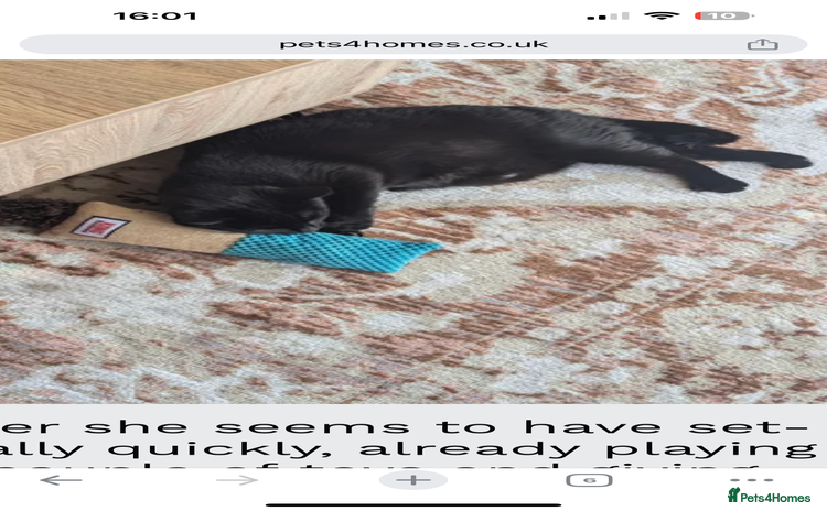 Mixed Breed cats - Advert 3
