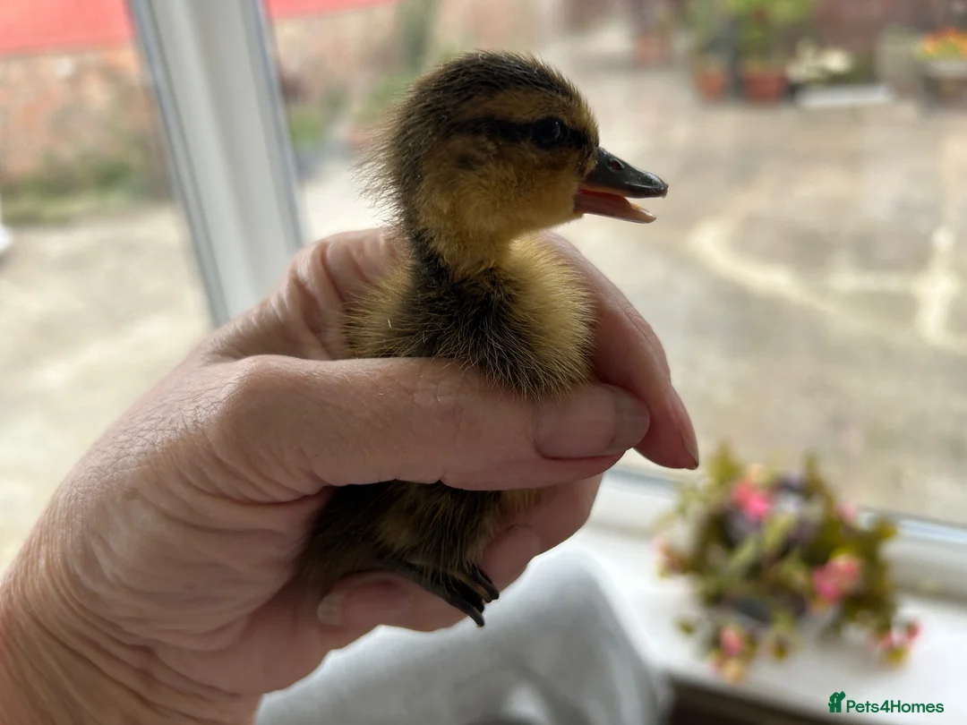 Ducks poultry for sale: DUCKS FOR SALE VARIOUS AGES DAY OLDS TO 6 WEEKS - Advert 1