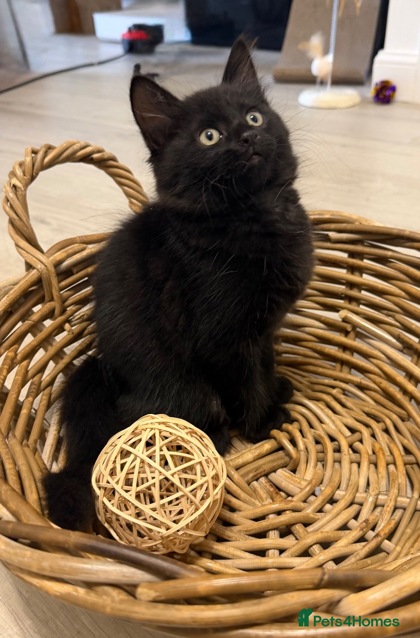 Mixed Breed cats Gorgeous male ready to go - Advert 1