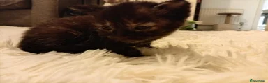 Mixed Breed 1 black female 