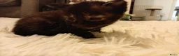 Mixed Breed cats for sale: 2 female kittens from 2 seperate litters  - Advert 2