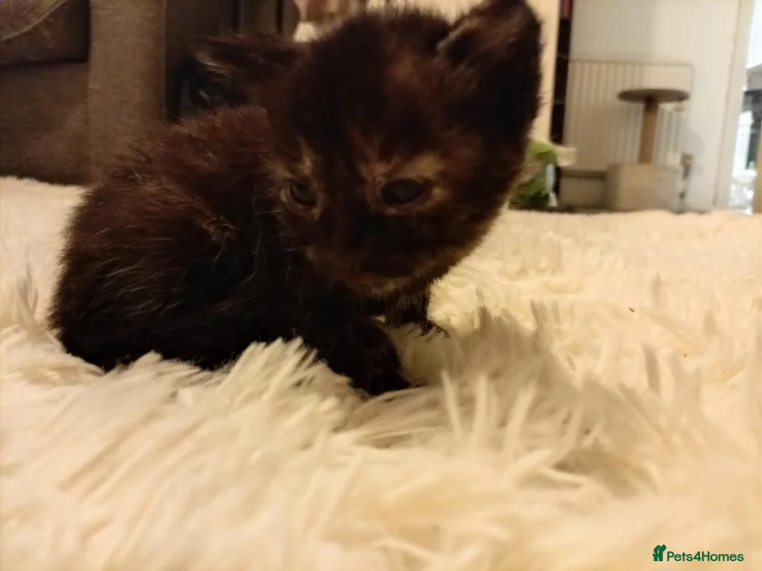 Mixed Breed cats for sale: 2 female kittens from 2 seperate litters  - Advert 2