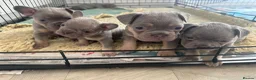 French Bulldog dogs for sale: French bulldog puppies in Stirling - Advert 5