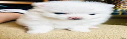 Pomeranian dogs for sale: Adorable little pom-poms looking new parents - Advert 5