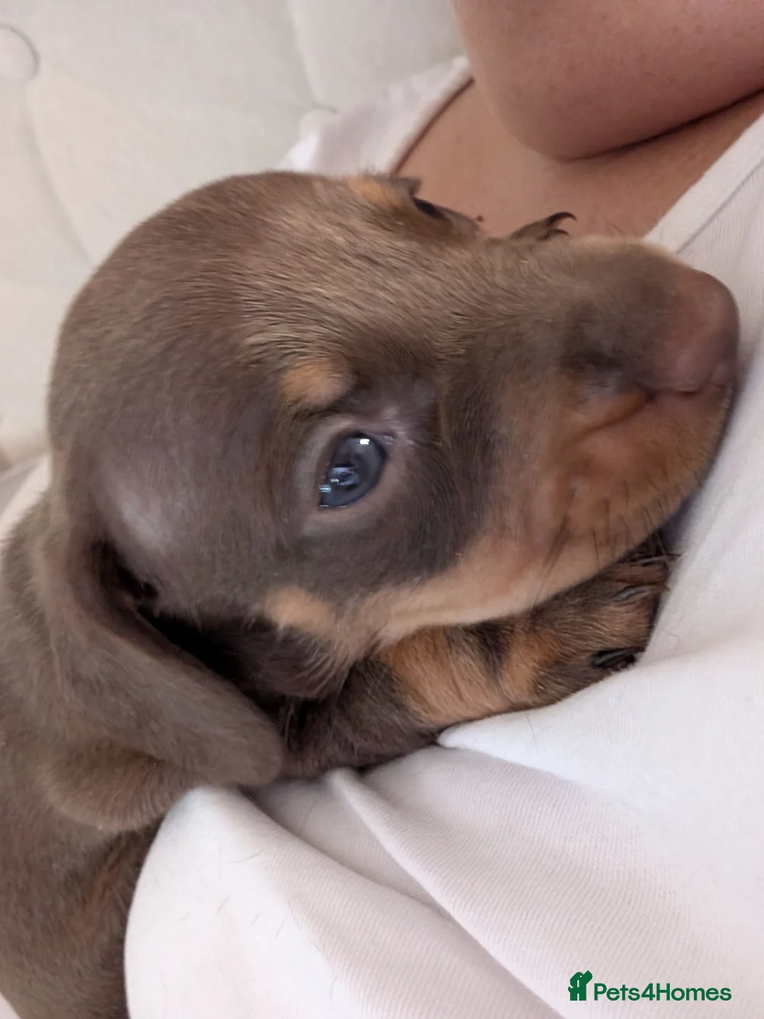 Dachshund dogs for sale: Beautiful litter of Dachshunds in Saint Helens - Advert 2