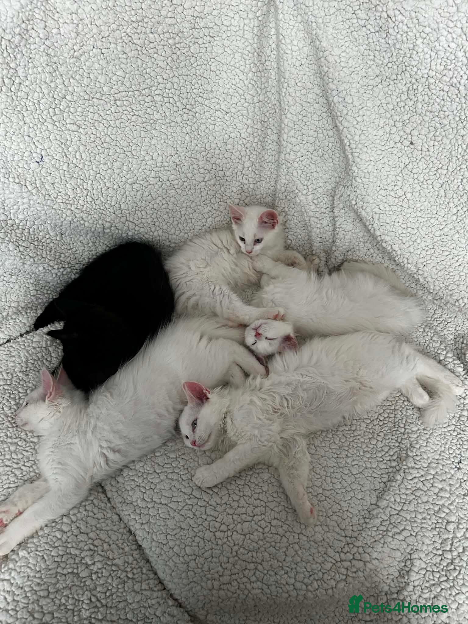 Maine Coon cats Maine Coon kittens - Advert 1