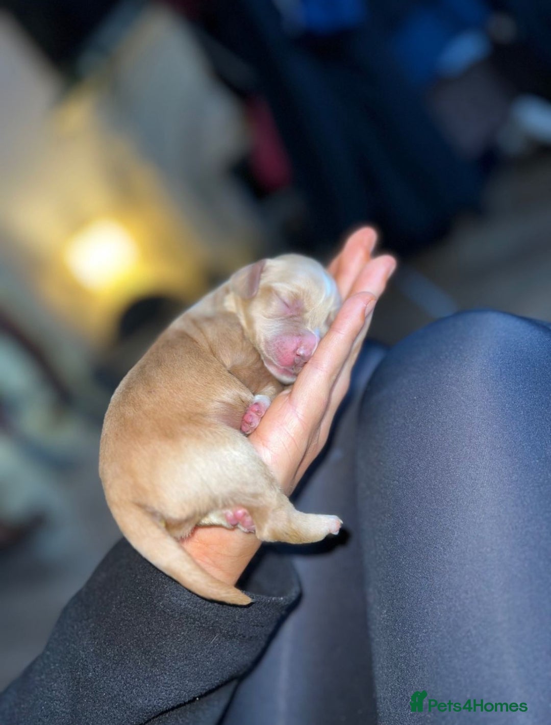 Cocker Spaniel dogs for sale: Cocker spaniel puppies  - Advert 8