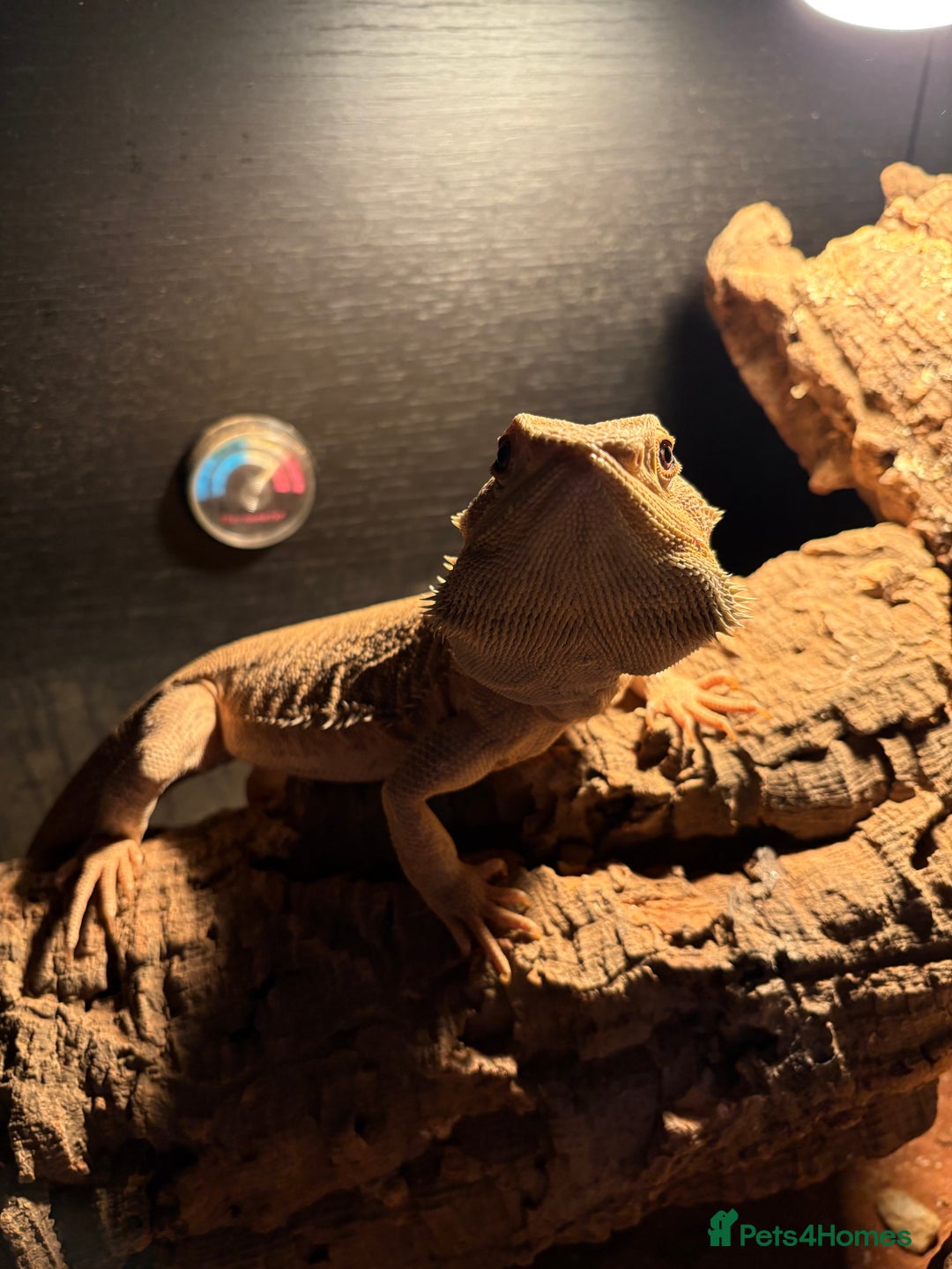 Bearded Dragon reptiles for sale: Hypo leatherback bearded dragon FREE! - Advert 3