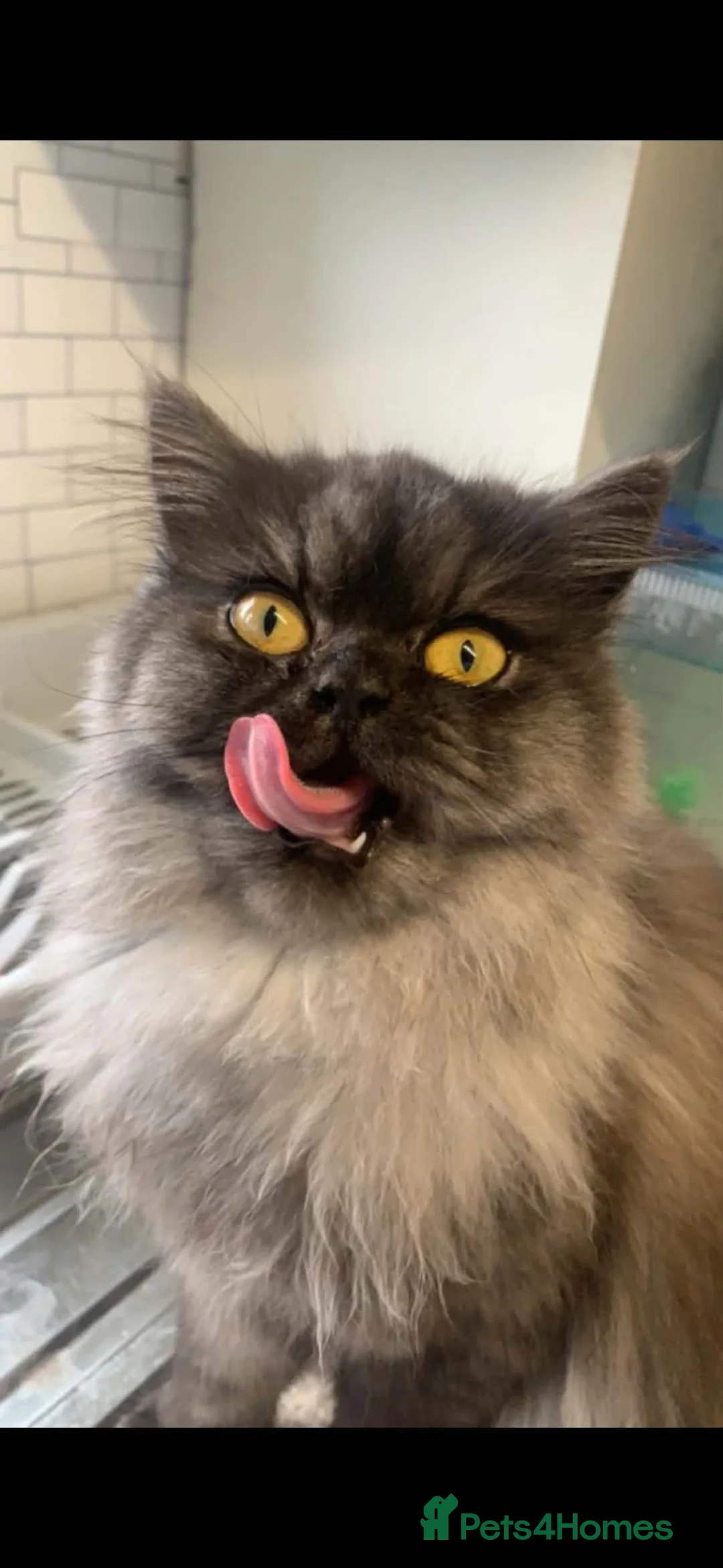 Persian cats for sale: 5 x Beautiful PersianX kittens  - Advert 2