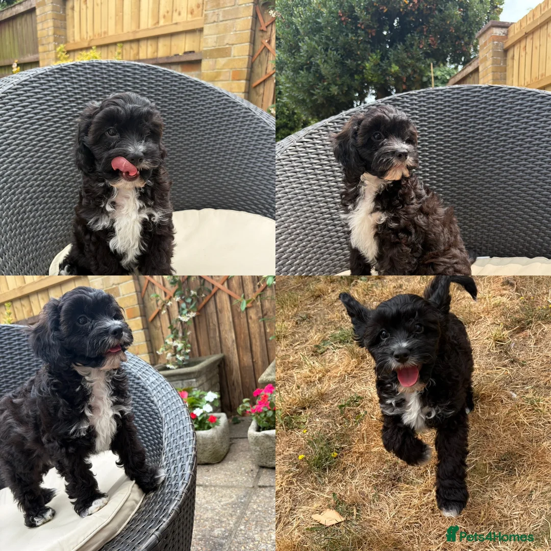 Cavapoo dogs for sale: Gorgeous F1 Cavapoo Boy Available Now - Advert 1