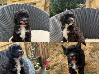 Cavapoo dogs Beautiful F1 Cavapoo Puppies - 1 Boy - Advert 3