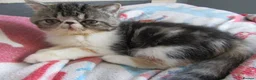 Exotic cats for sale: Super sweet Exotic female kitten READY NOW - Advert 25