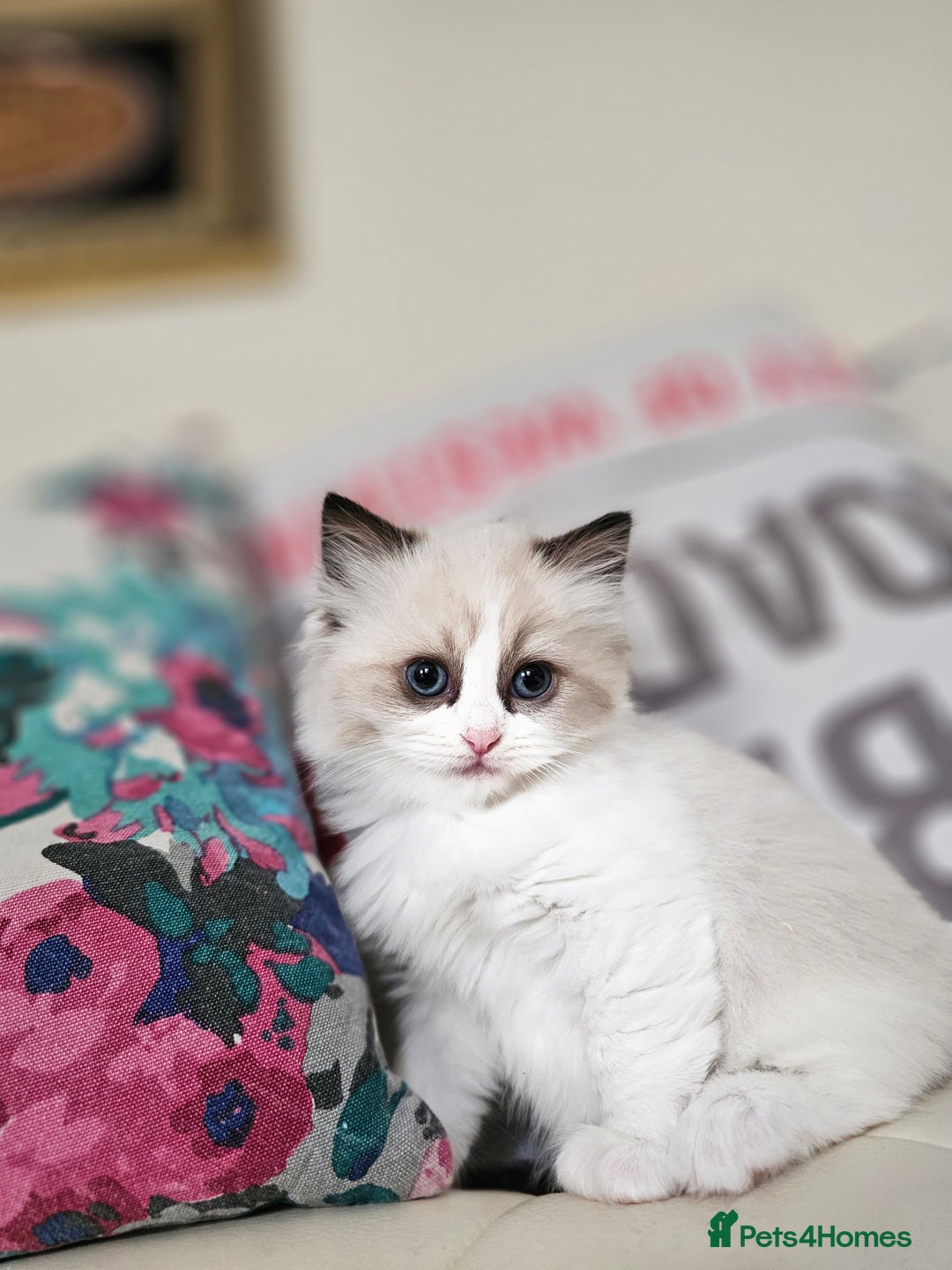 Ragdoll cats for sale: Three Ragdoll kittens - Image 22