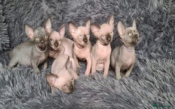 Sphynx cats for stud: Tica Registered Canadian Sphynx in Hull - Image 10