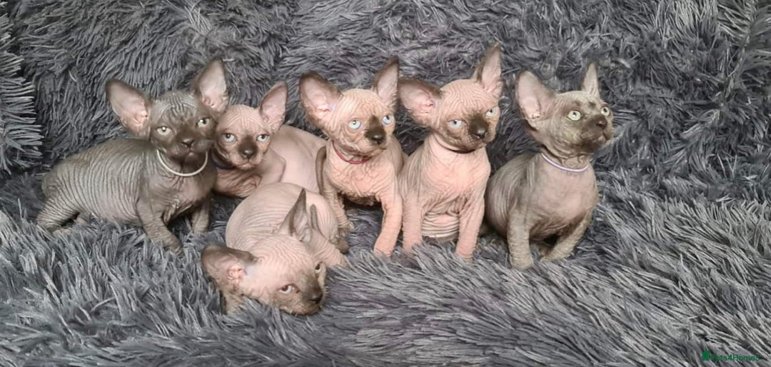 Sphynx cats for stud: Tica Registered Canadian Sphynx in Hull - Image 10