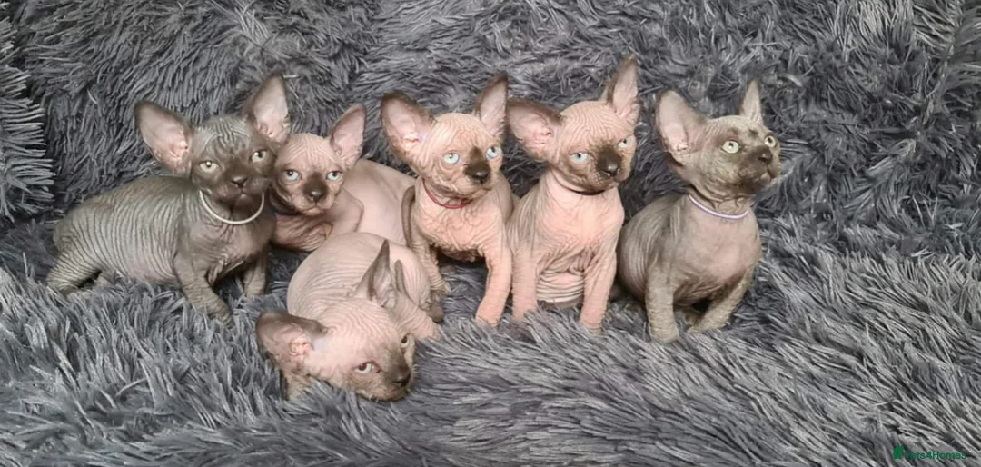 Sphynx cats for stud: Tica Registered Canadian Sphynx in Hull - Advert 10