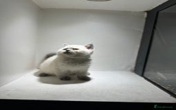 British Shorthair cats for sale: RARE opportunity stunning GCCF ACTIVE 11mnt BSH🩷 - Image 9
