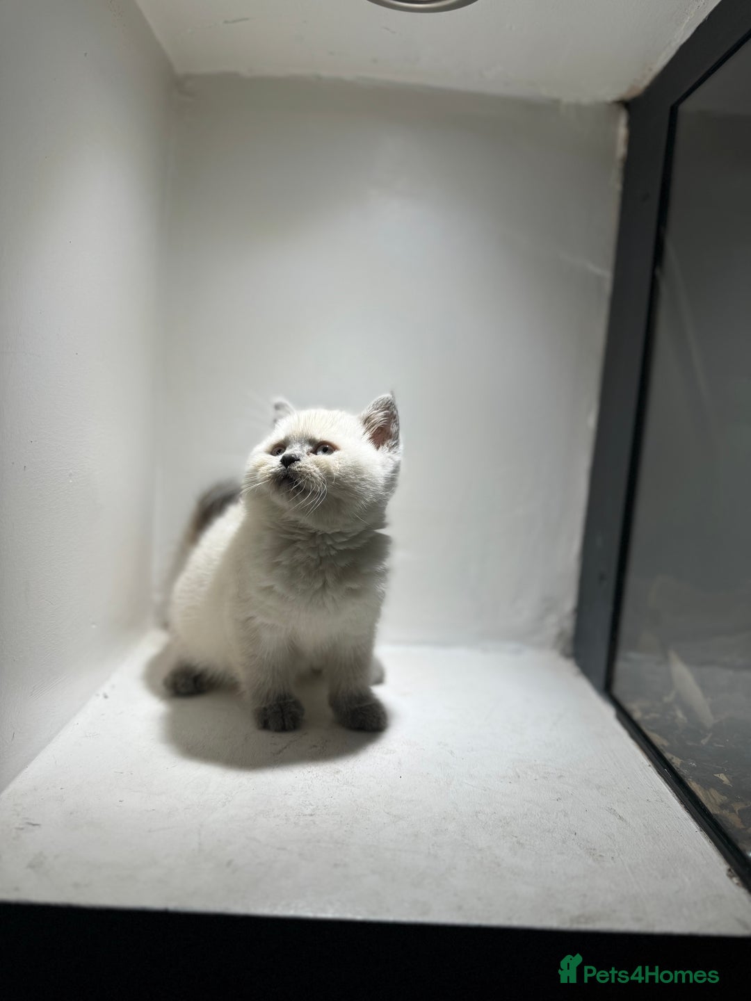 British Shorthair cats for sale: RARE opportunity stunning GCCF ACTIVE 11mnt BSH🩷 - Image 9