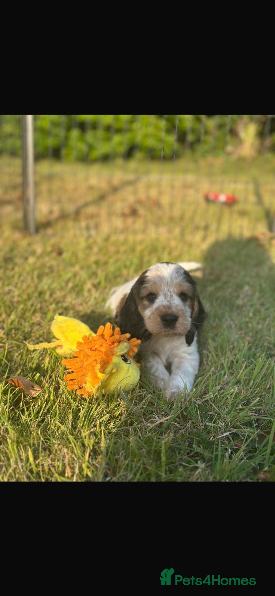 Cocker Spaniel dogs for sale: STUNNING Rizi Bizi sired Cocker puppies DNA Tested - Image 23